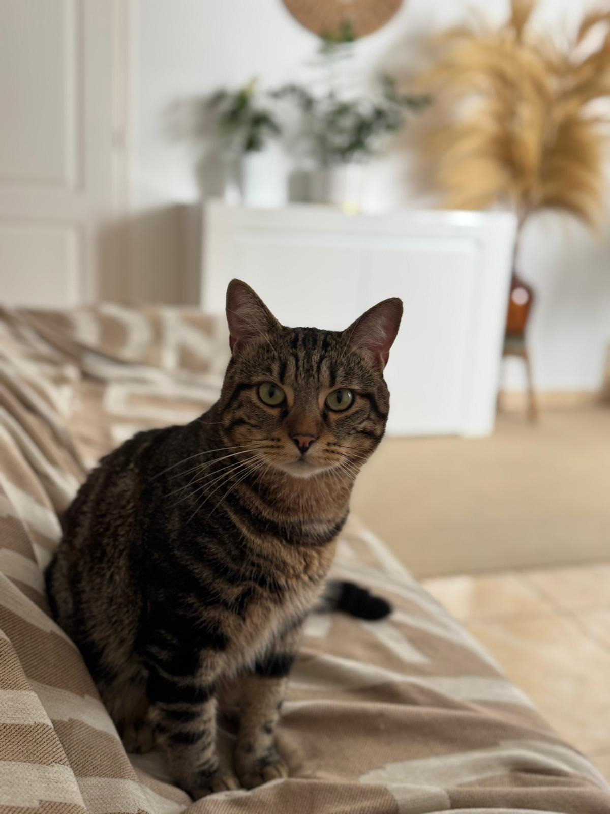 Photo de l'animal à adopté