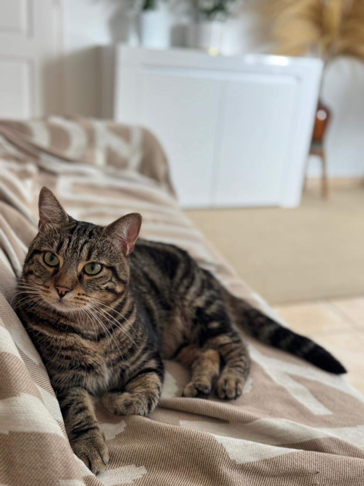 Photo de l'animal à adopté