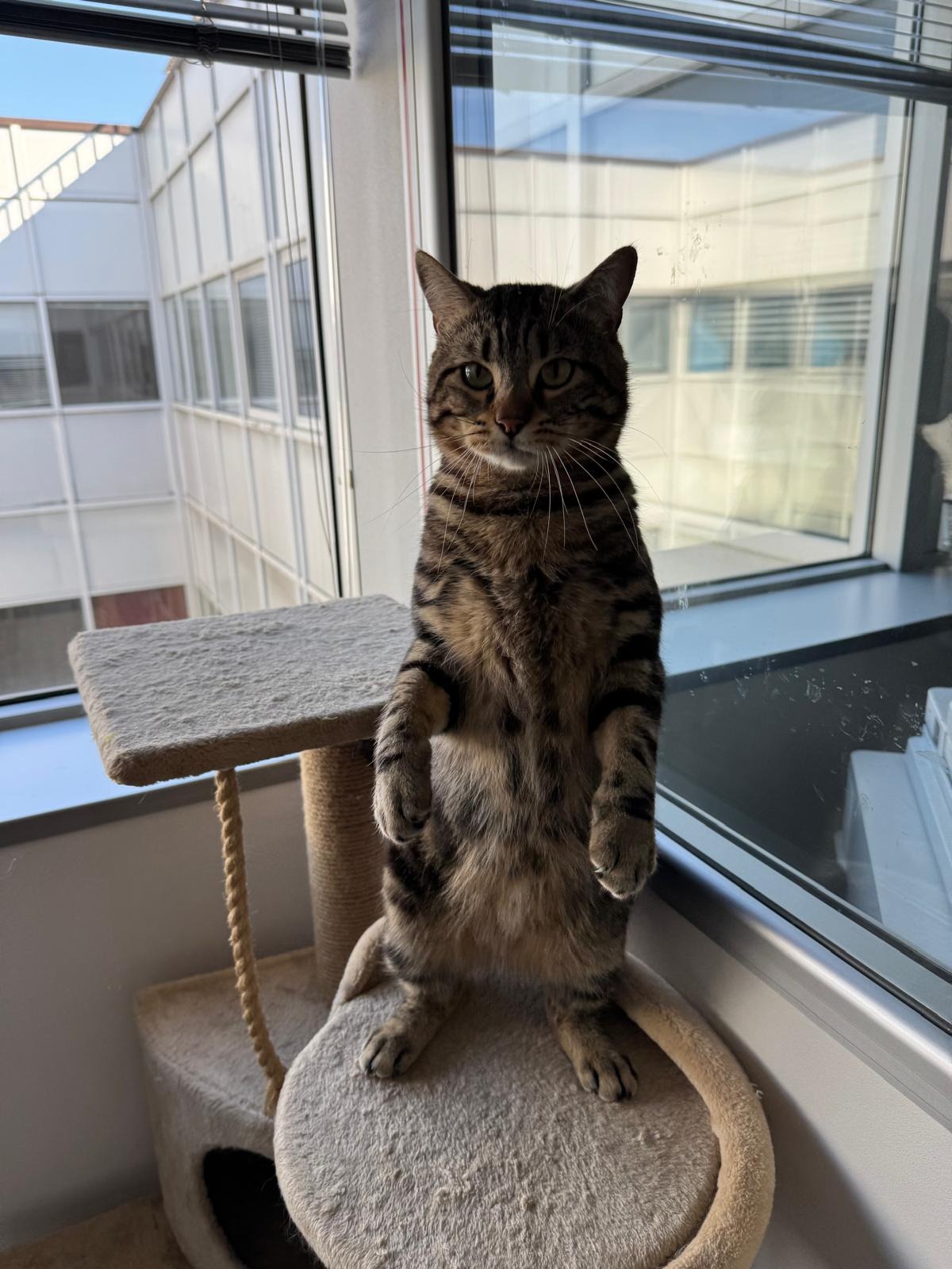 Photo de l'animal à adopté