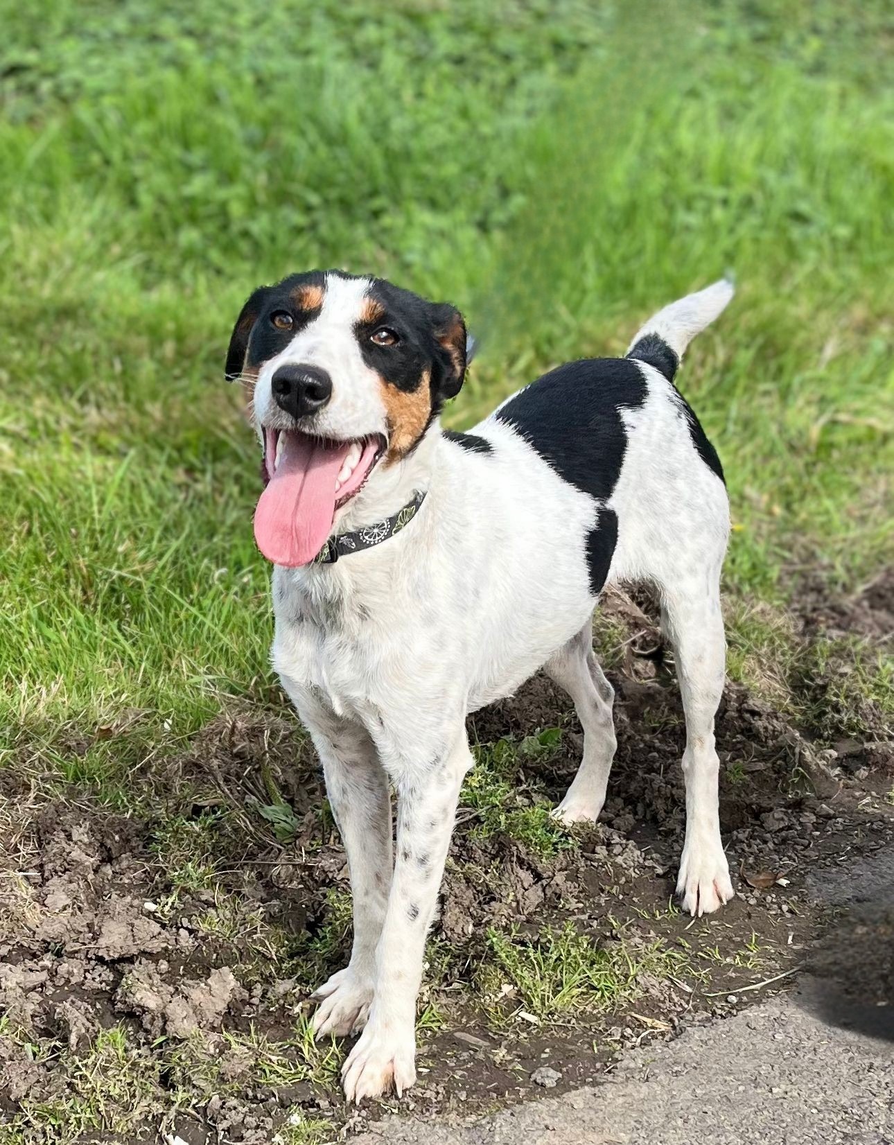 Photo de l'animal à adopté