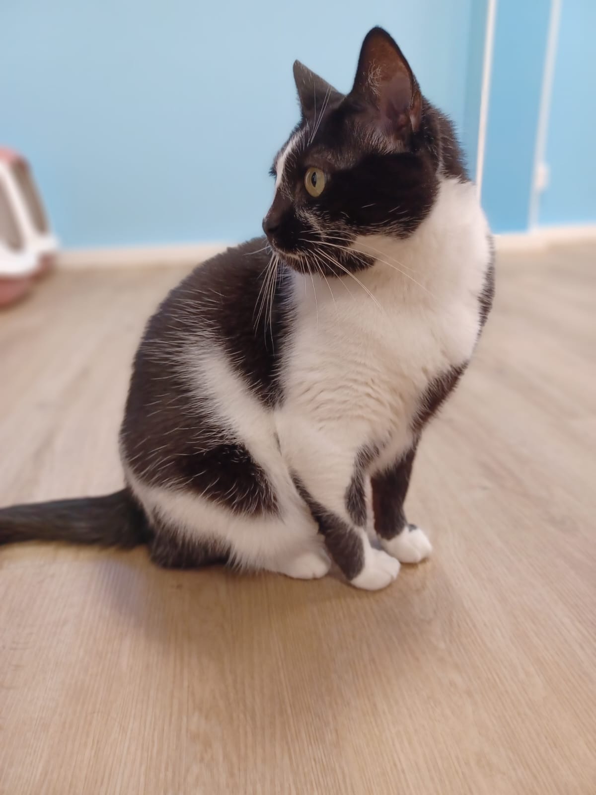 Photo de l'animal à adopté