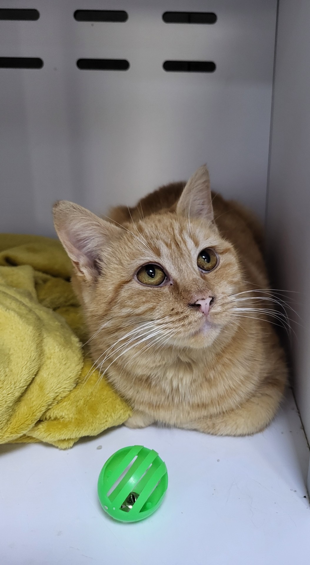 Photo de l'animal à adopté