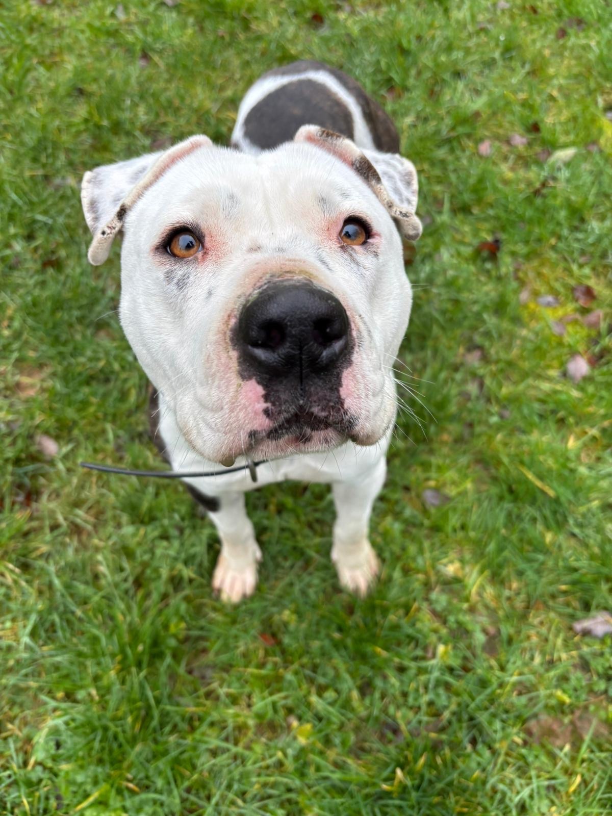 Photo de l'animal à adopté