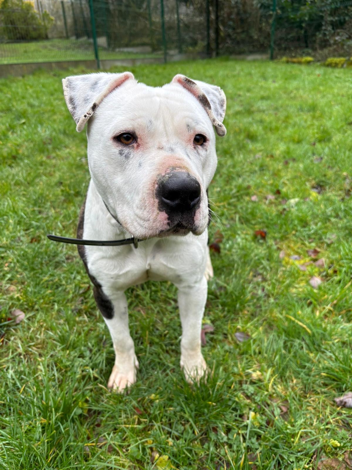 Photo de l'animal à adopté