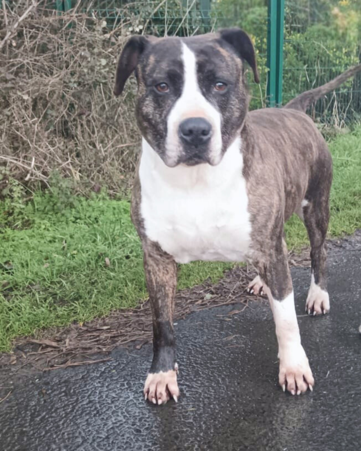 Photo de l'animal à adopté