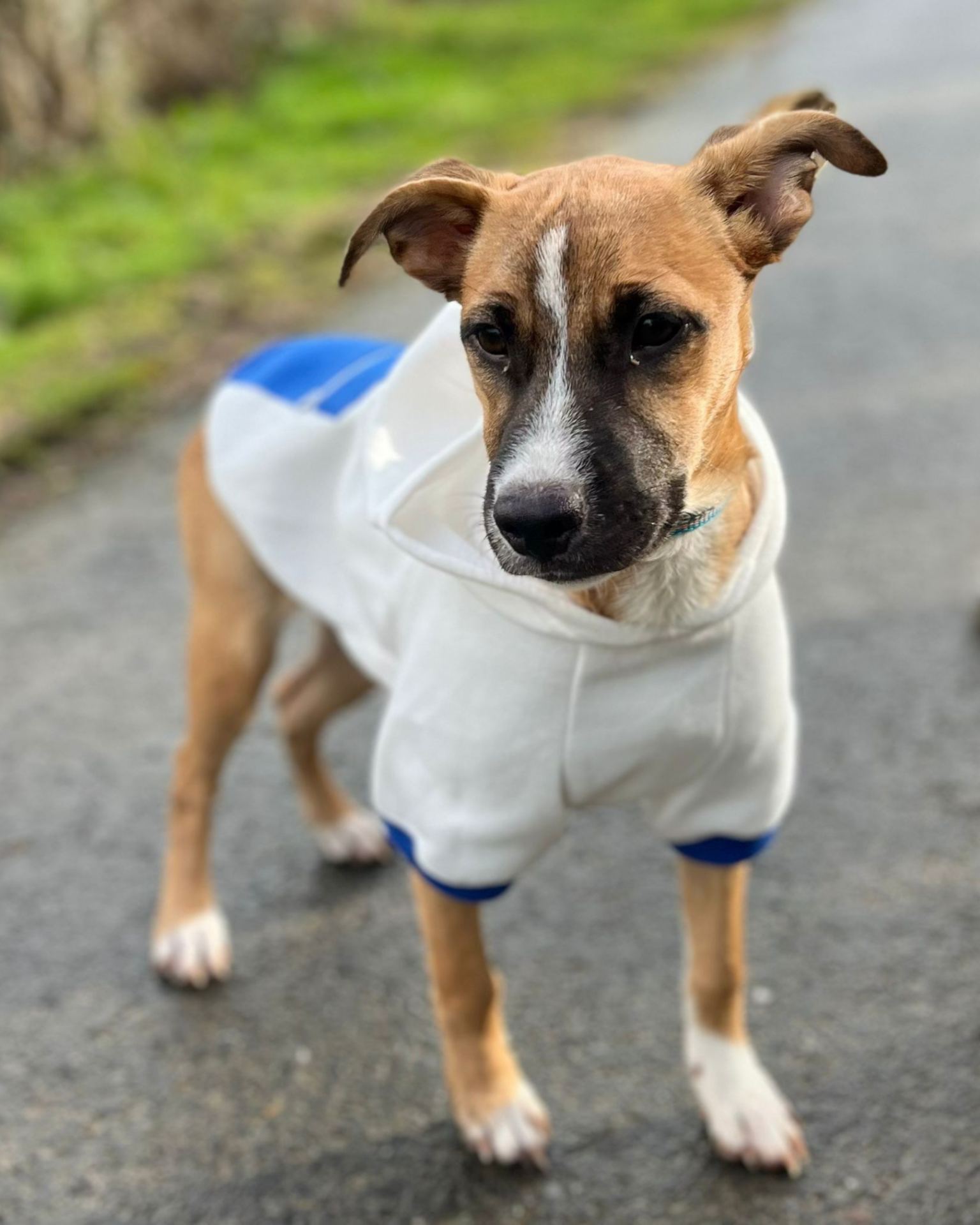 Photo de l'animal à adopté