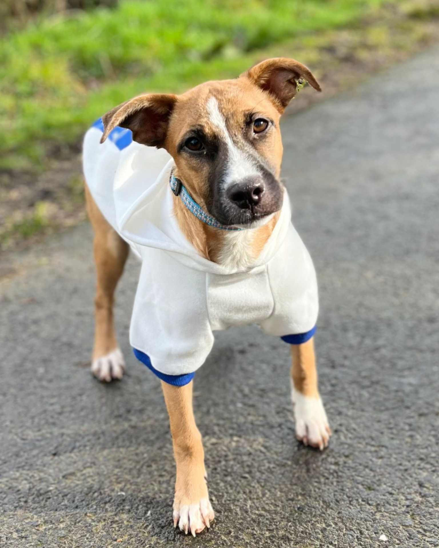 Photo de l'animal à adopté