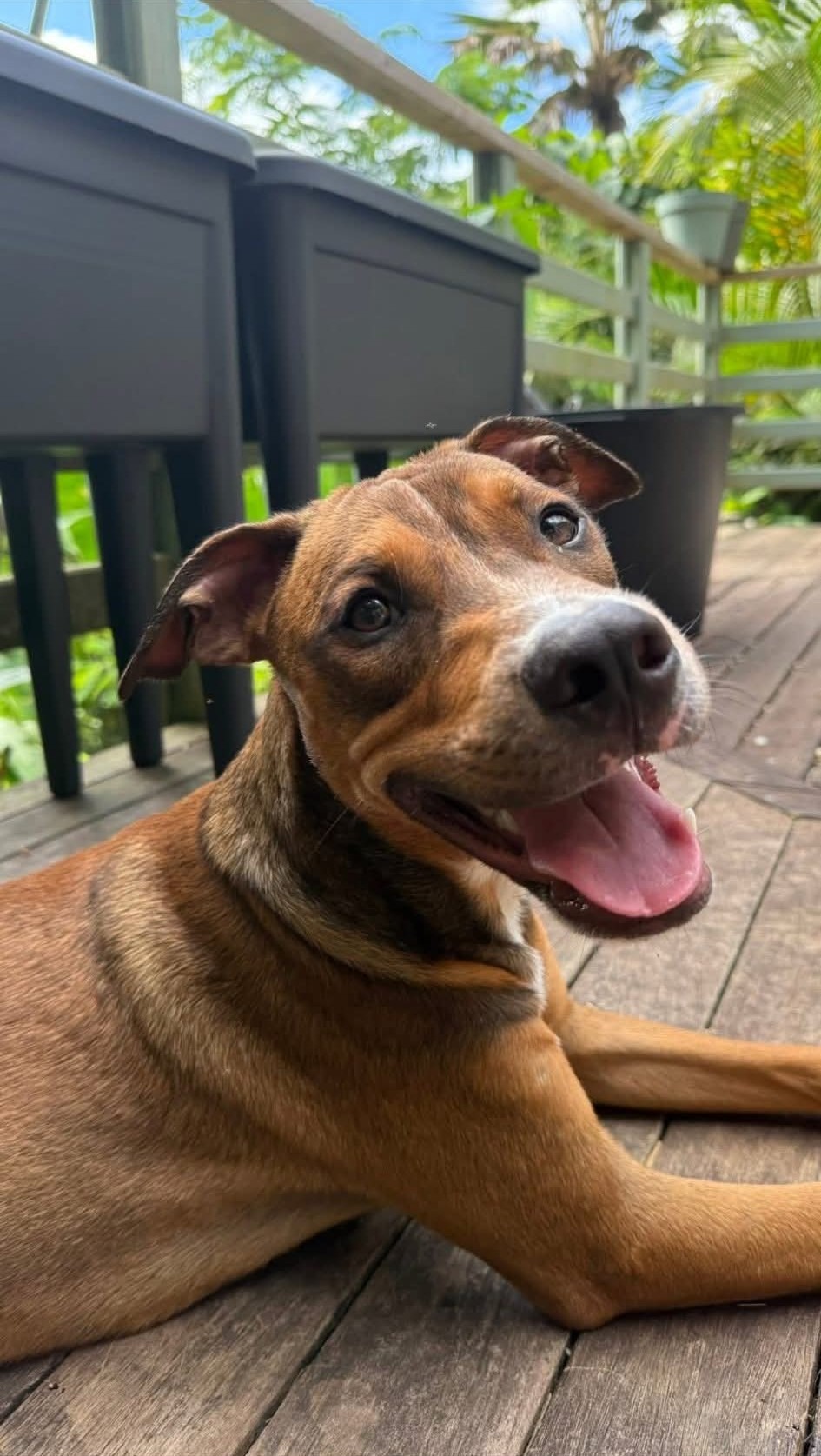 Photo de l'animal à adopté