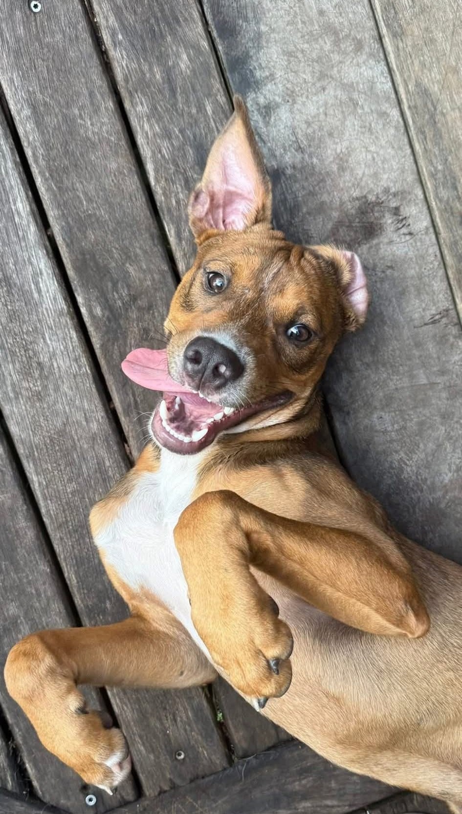 Photo de l'animal à adopté