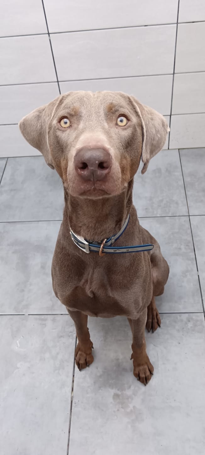 Photo de l'animal à adopté