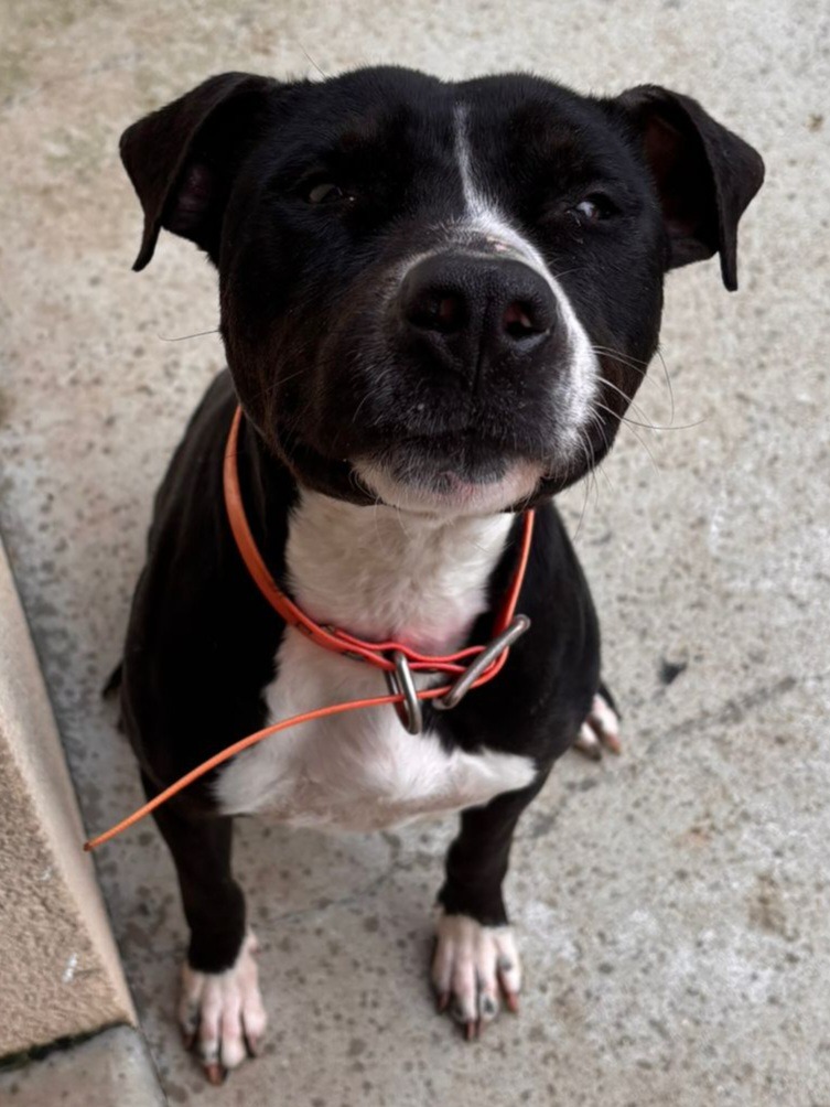 Photo de l'animal à adopté