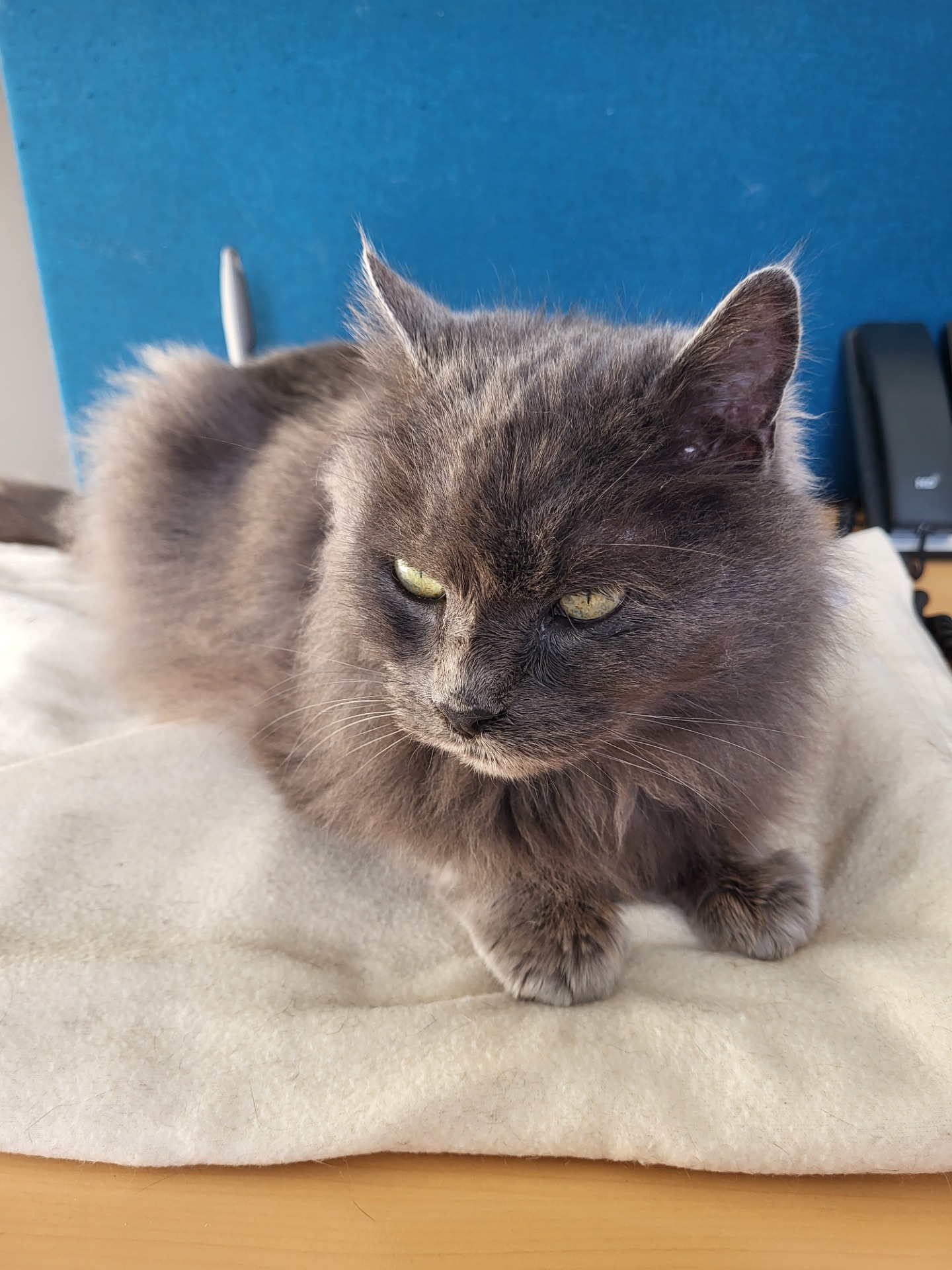 Photo de l'animal à adopté