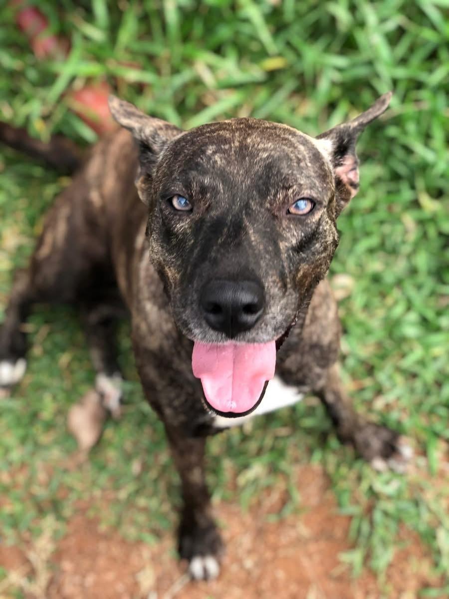 Photo de l'animal à adopté