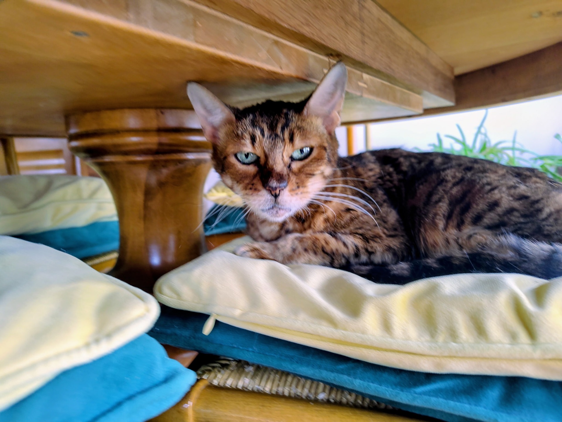 Photo de l'animal à adopté