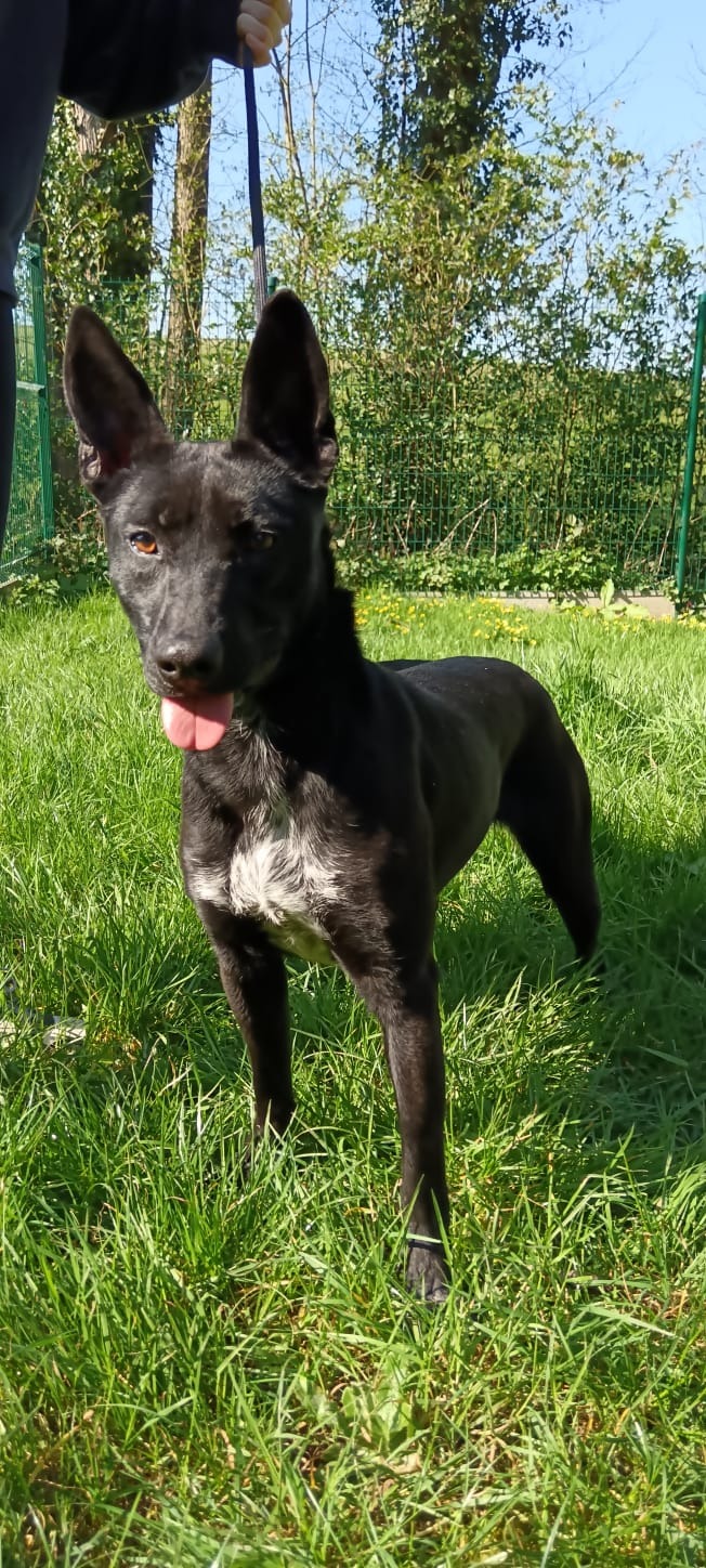 Photo de l'animal à adopté