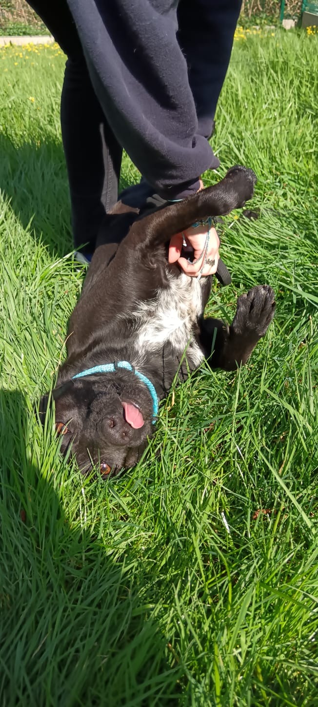 Photo de l'animal à adopté