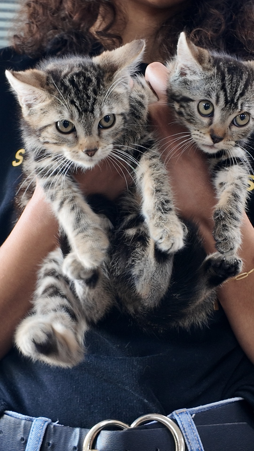 Photo de l'animal à adopté