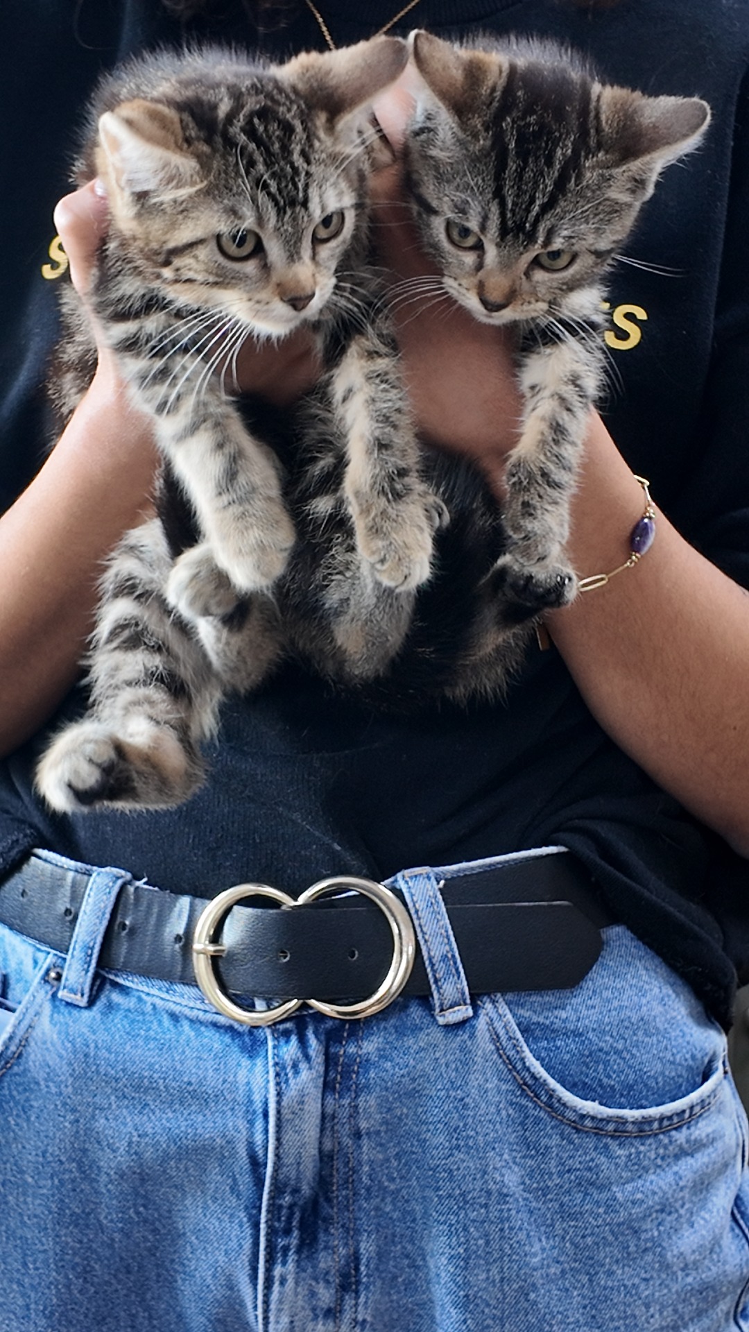 Photo de l'animal à adopté