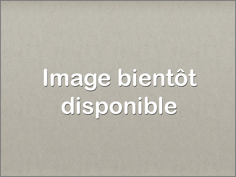 Photo de l'animal à adopté