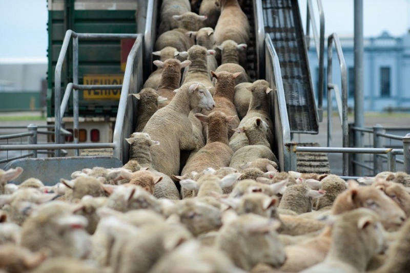 Photo de l'animal à adopté