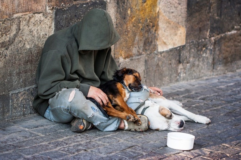 Photo de l'animal à adopté