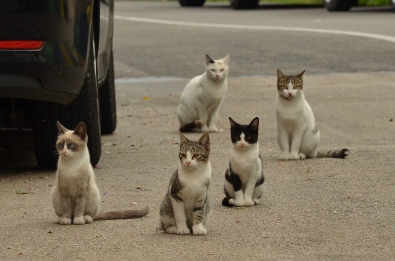 Photo de l'animal à adopté