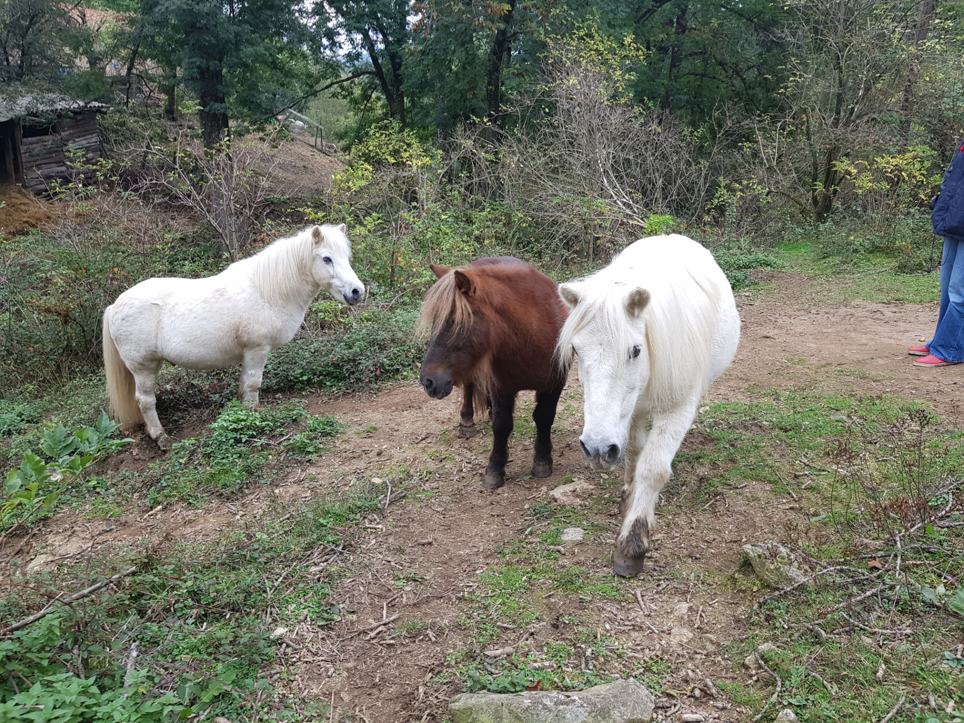 Photo de l'animal à adopté