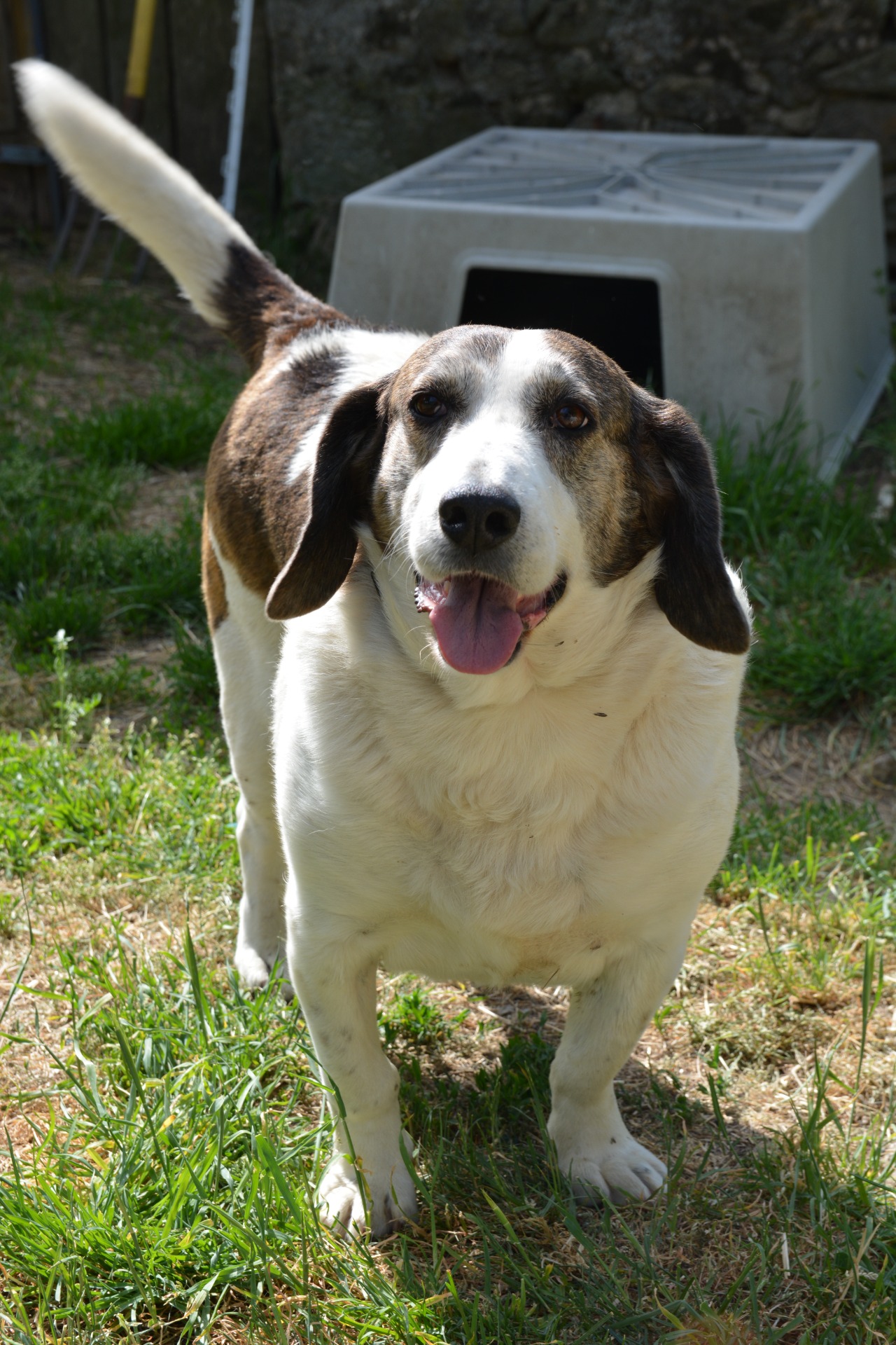 Photo de l'animal à adopté