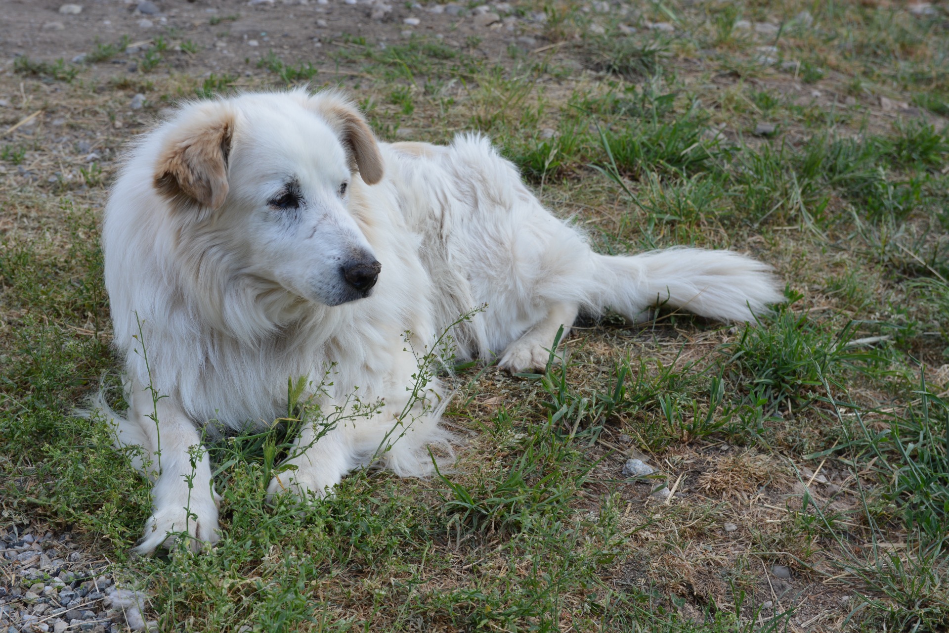 Photo de l'animal à adopté