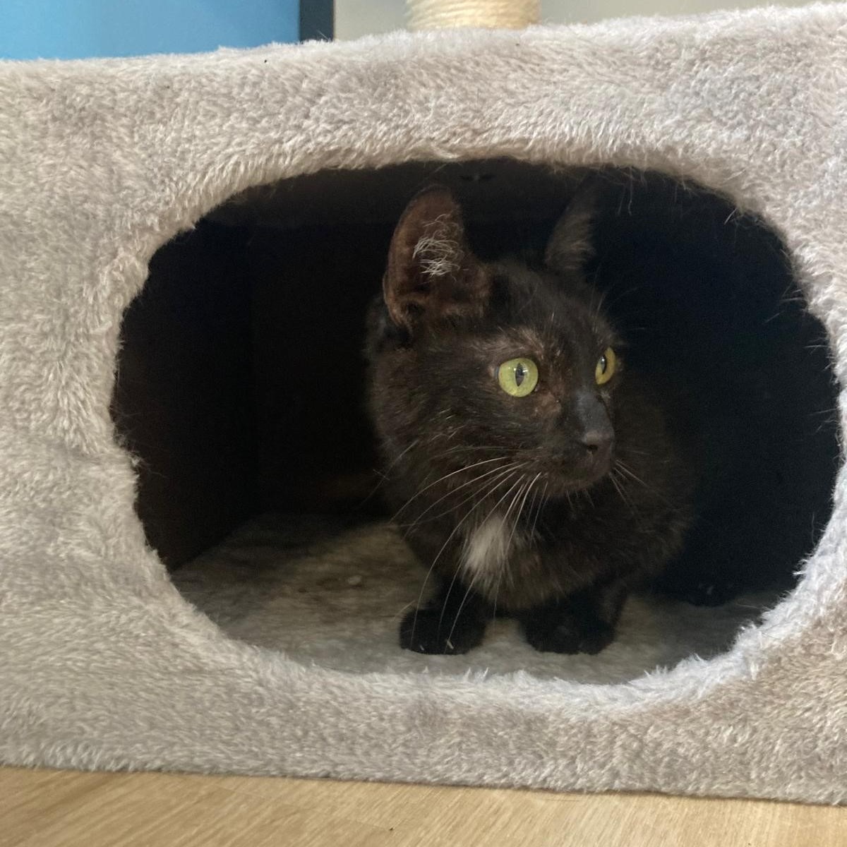 Photo de l'animal à adopté