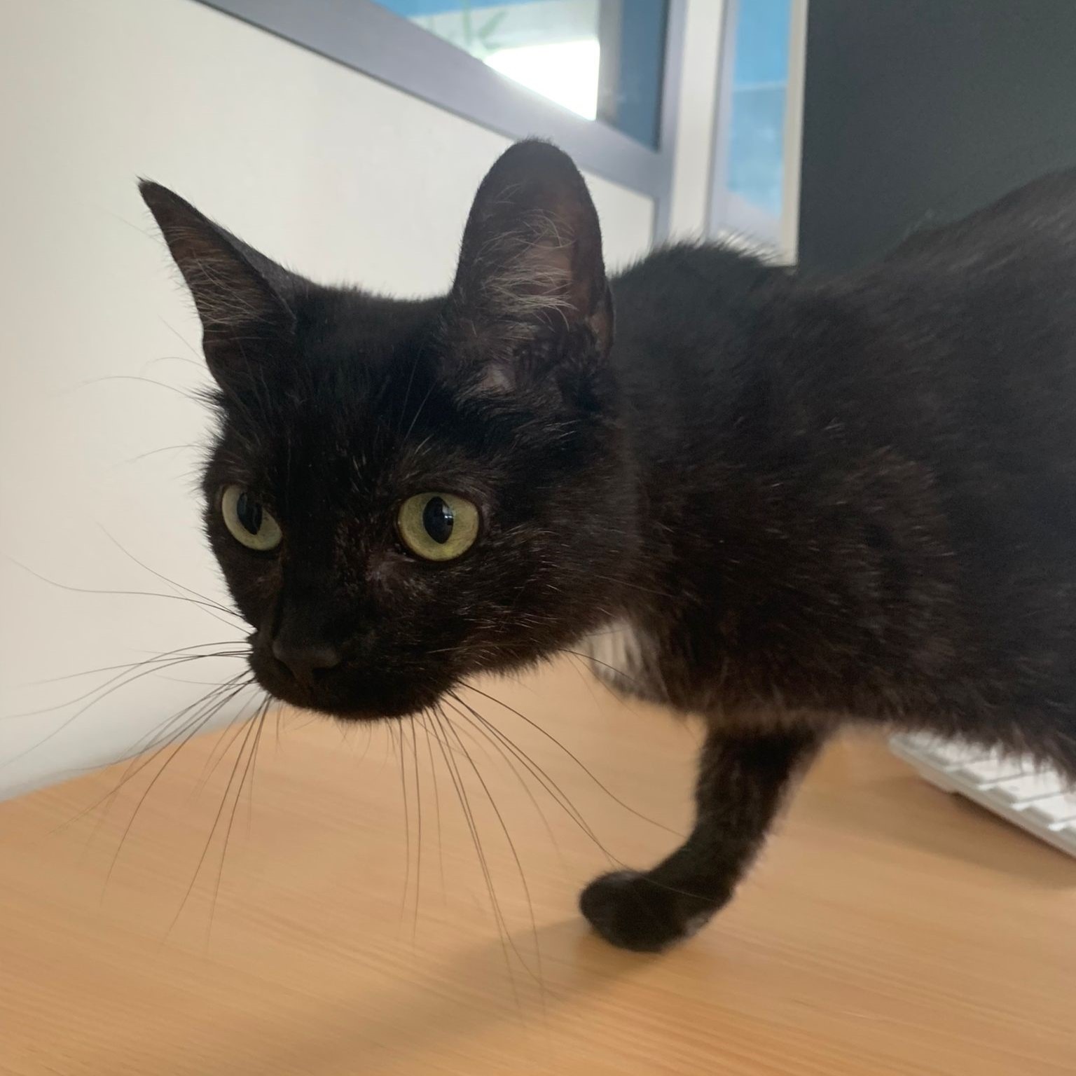 Photo de l'animal à adopté