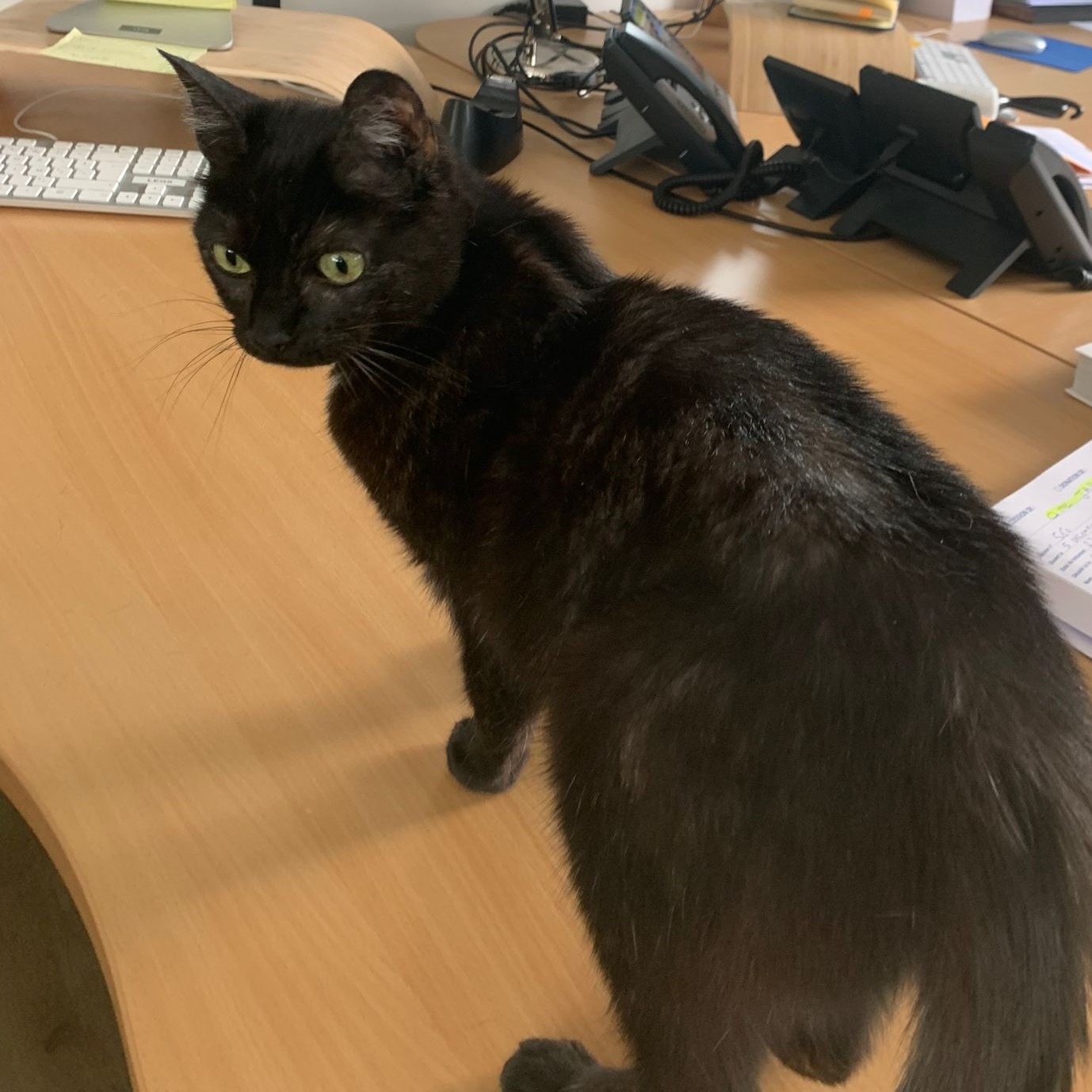 Photo de l'animal à adopté