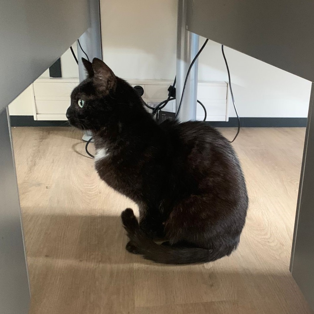 Photo de l'animal à adopté