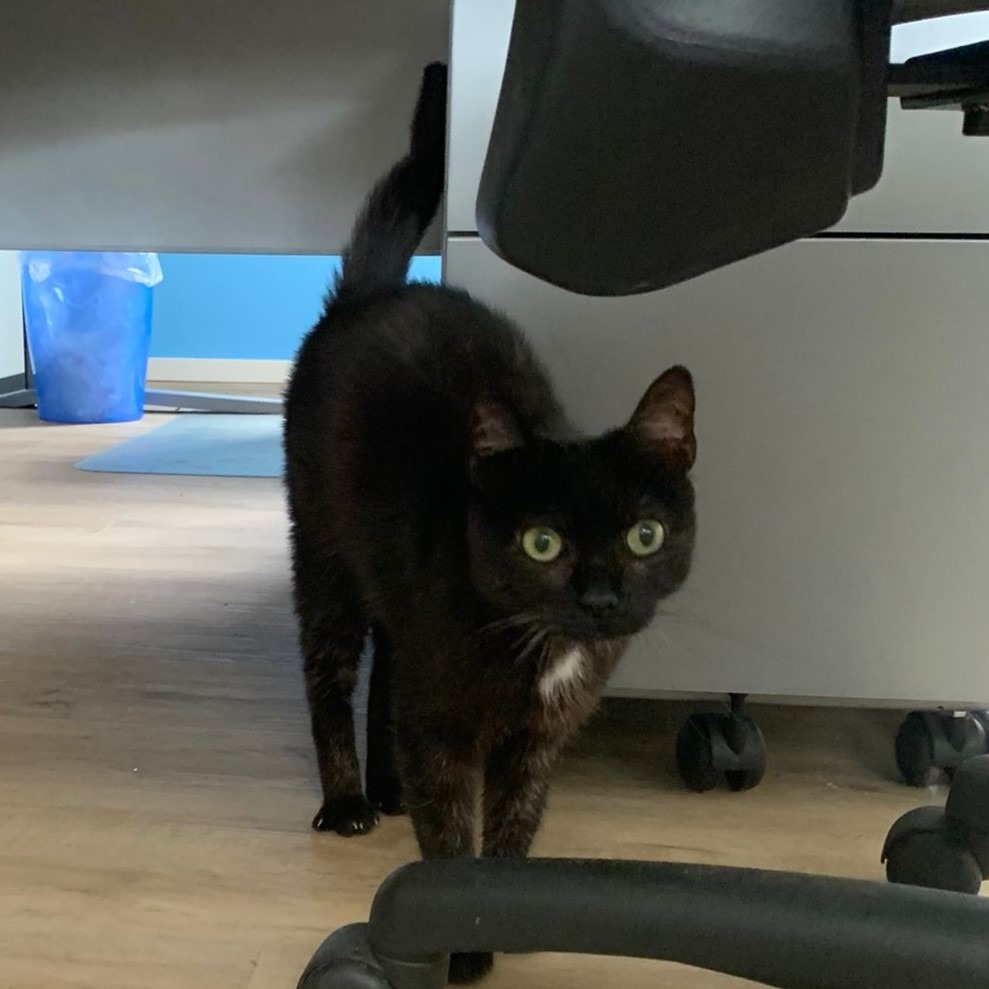 Photo de l'animal à adopté