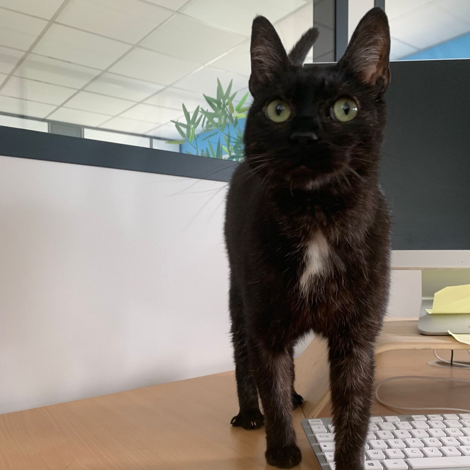 Photo de l'animal à adopté