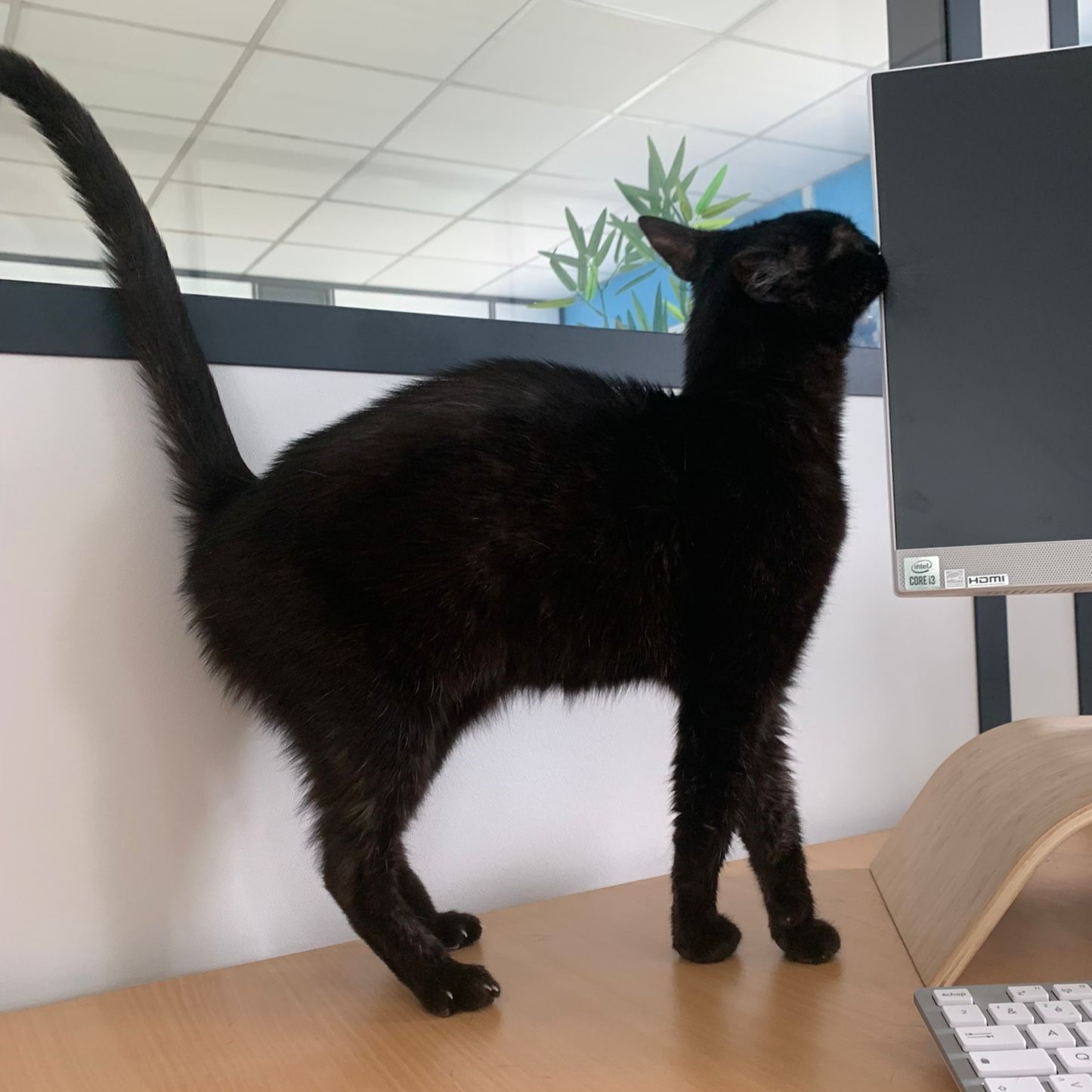 Photo de l'animal à adopté