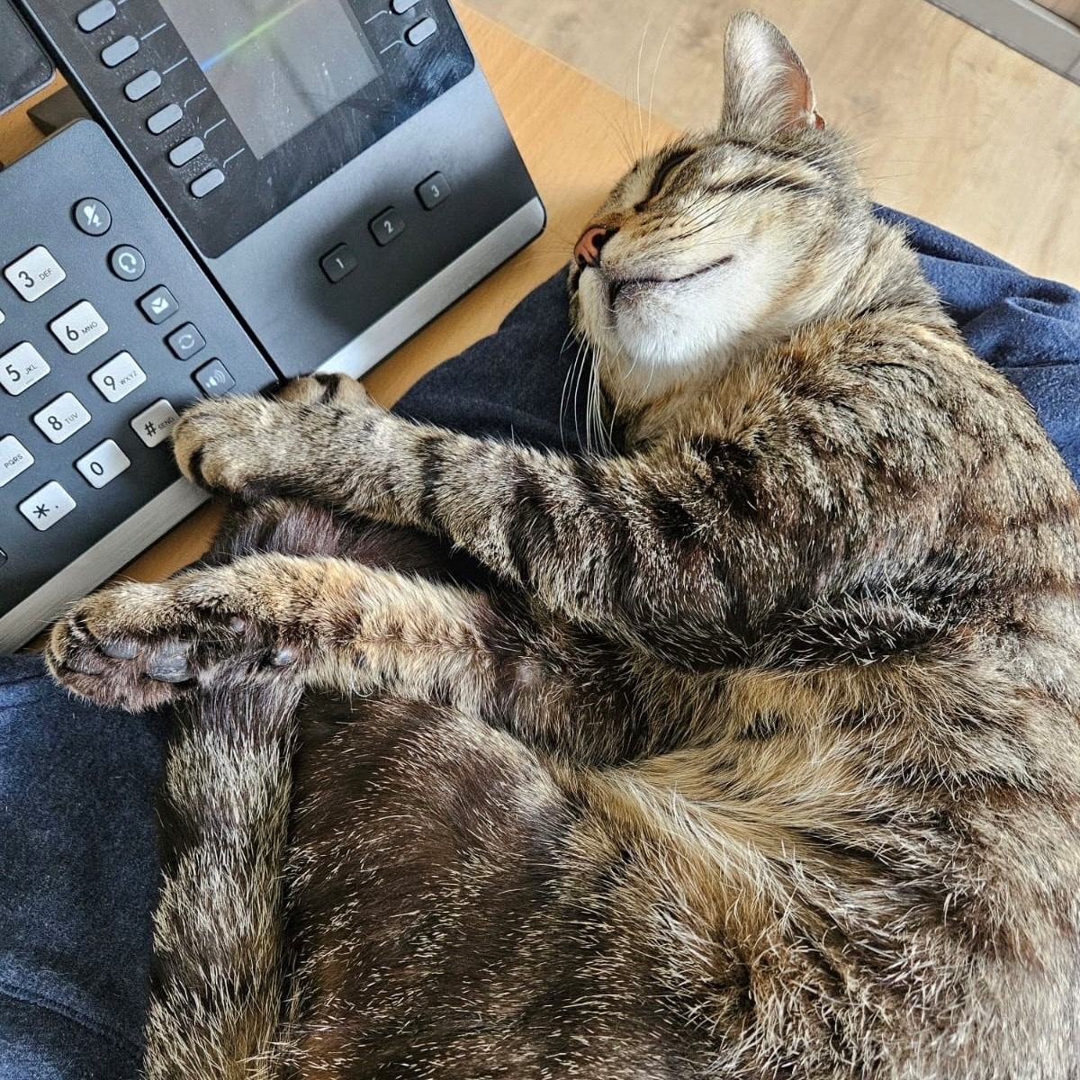 Photo de l'animal à adopté