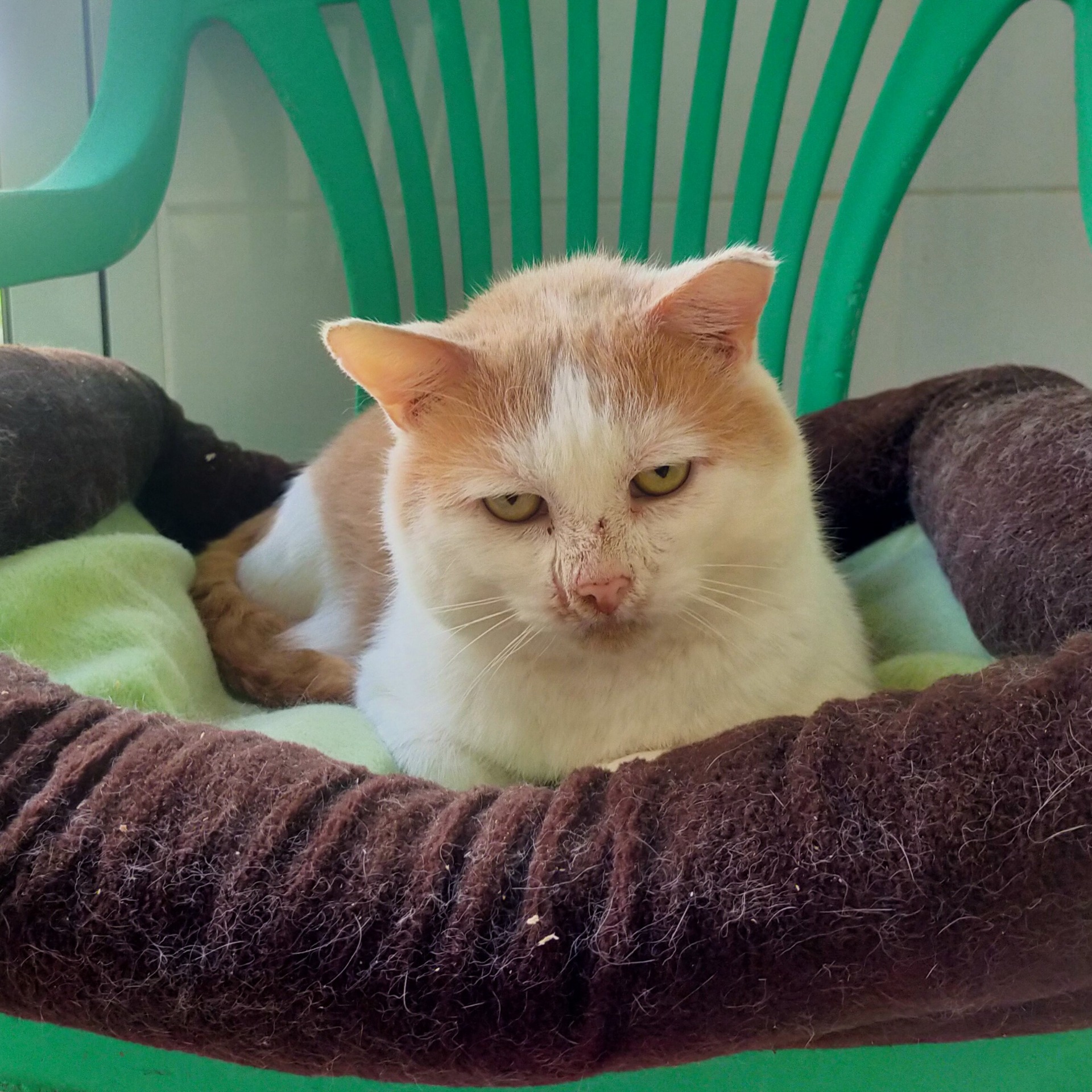 Photo de l'animal à adopté
