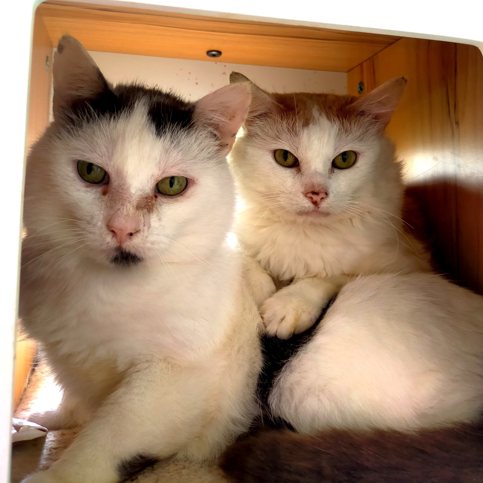 Photo de l'animal à adopté