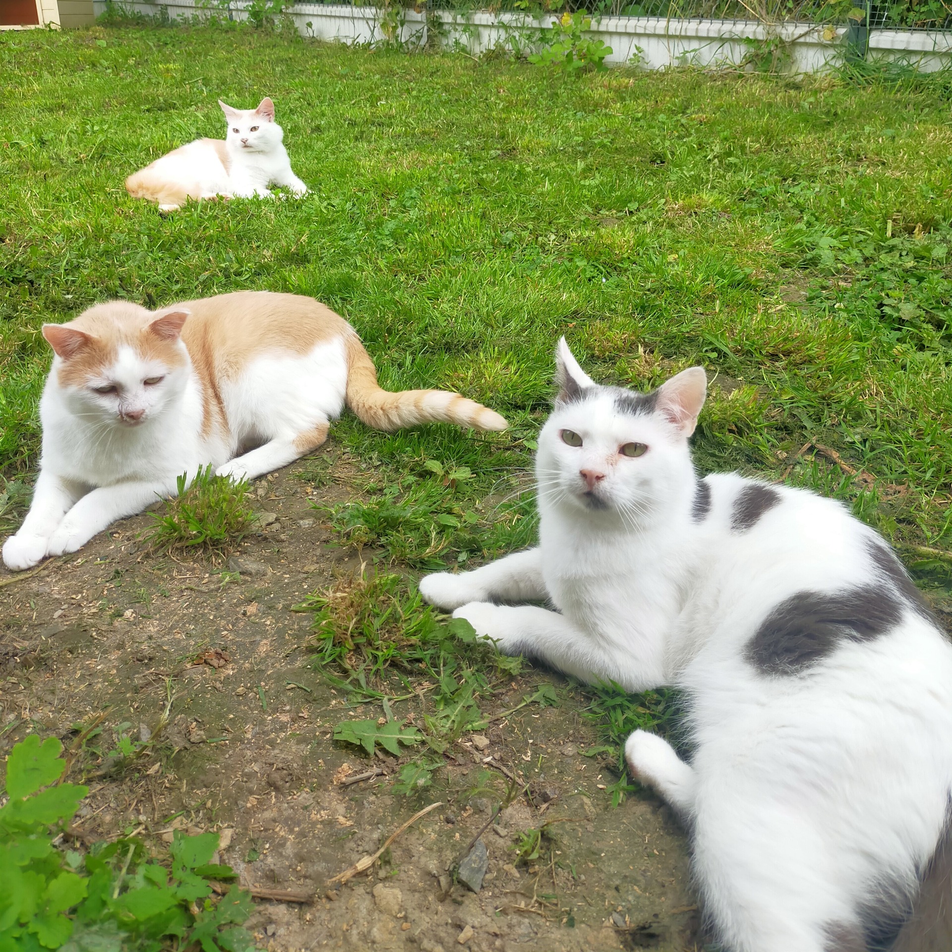 Photo de l'animal à adopté