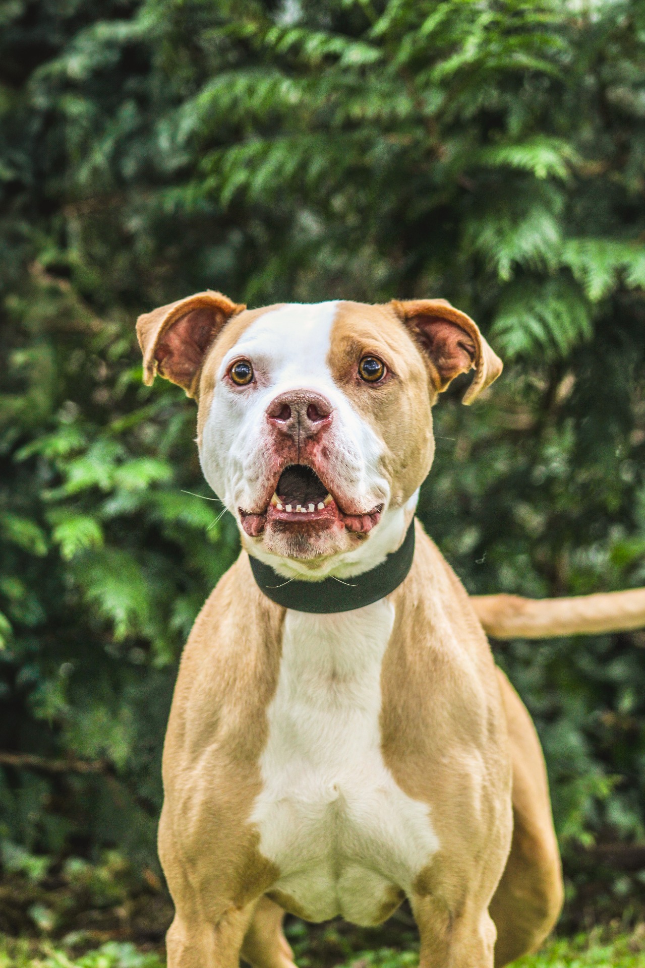 Photo de l'animal à adopté