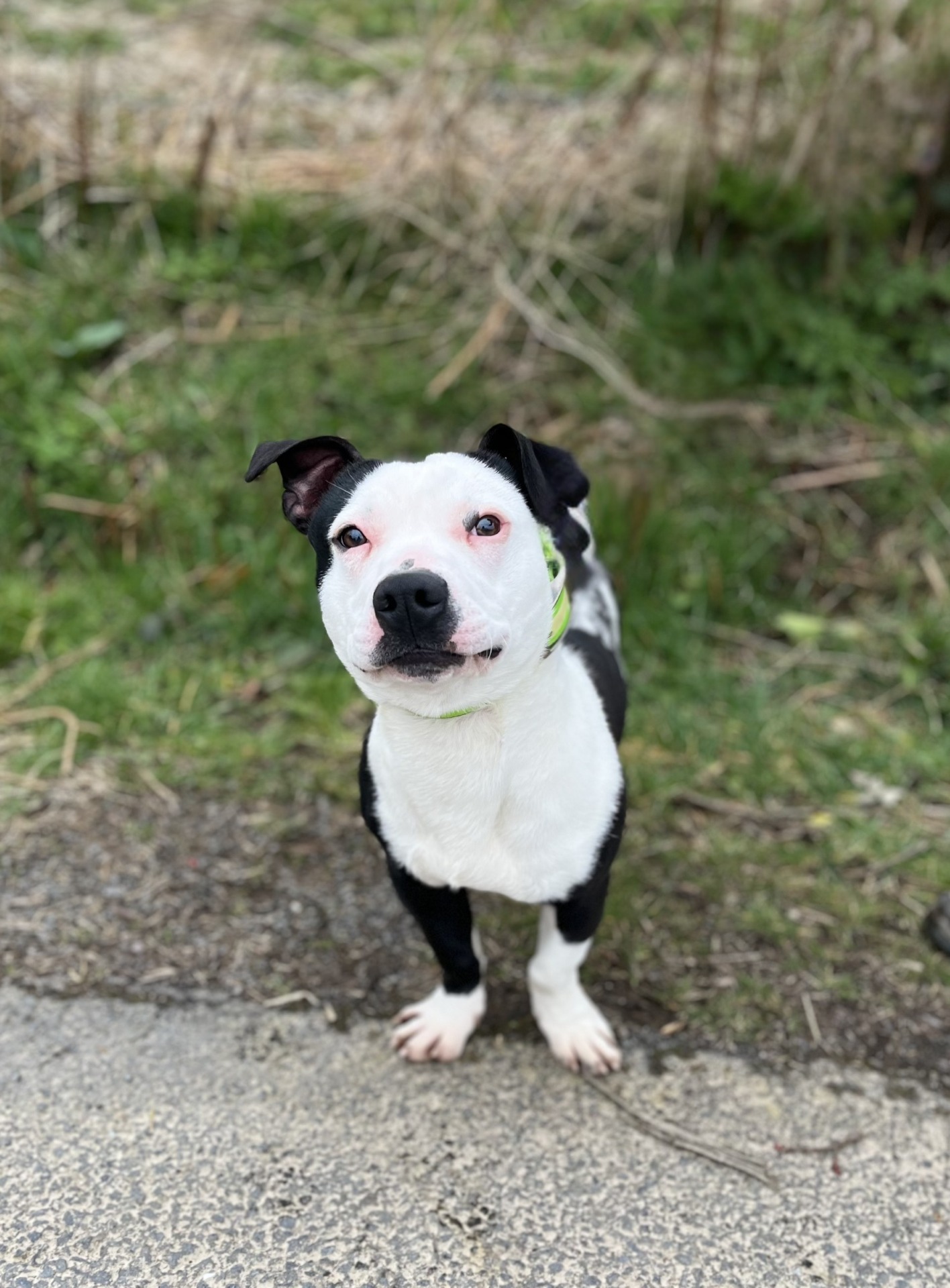 Photo de l'animal à adopté