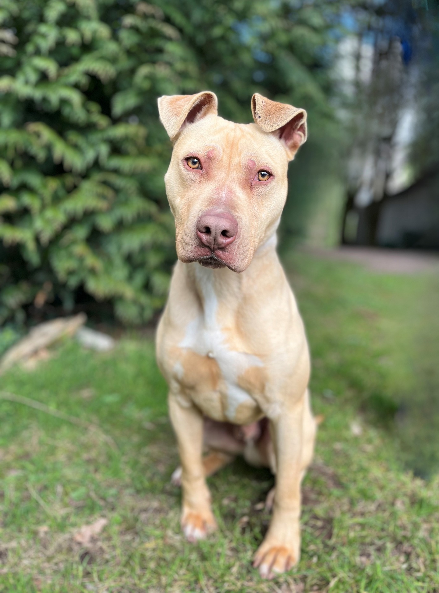 Photo de l'animal à adopté