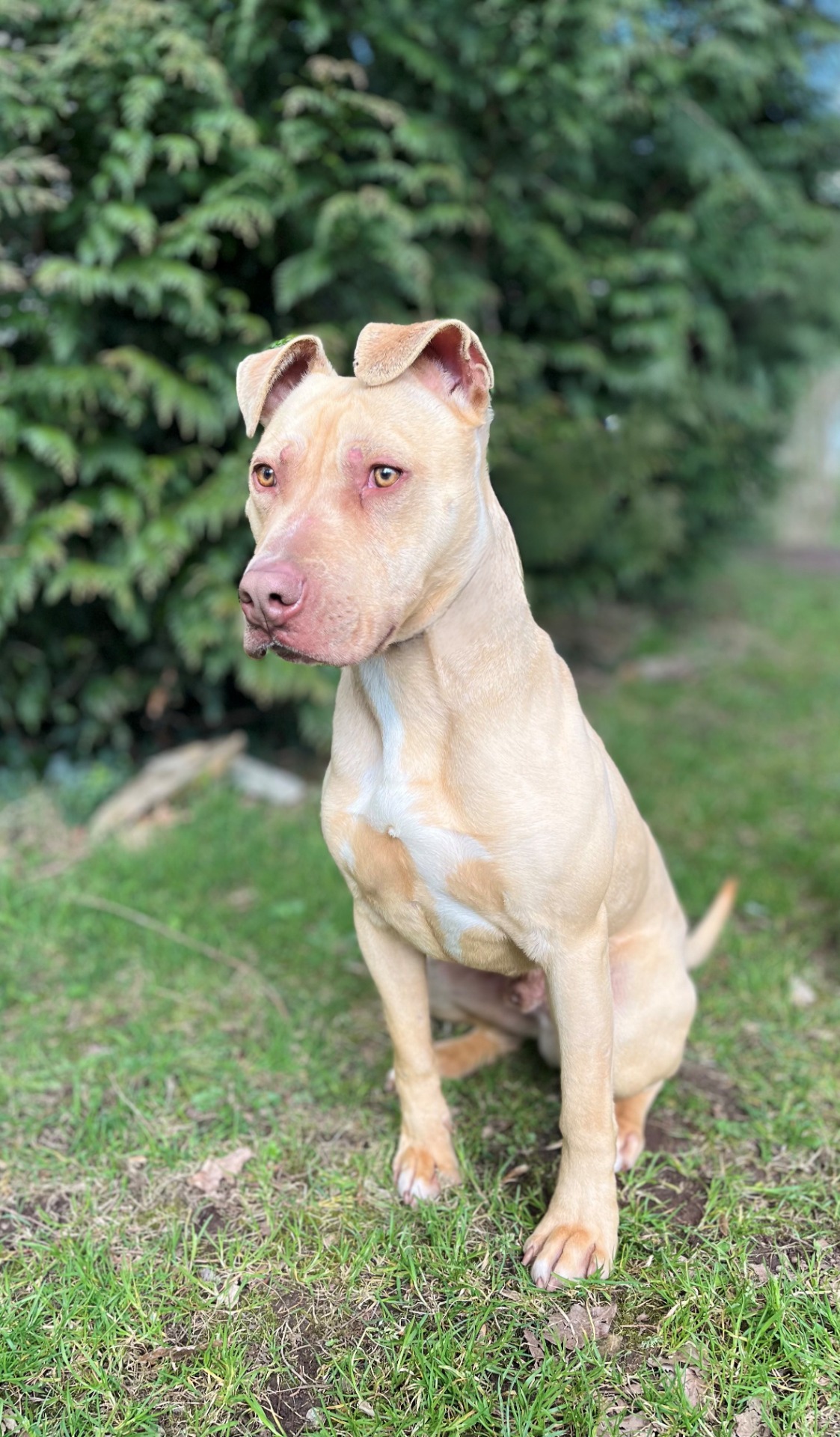 Photo de l'animal à adopté