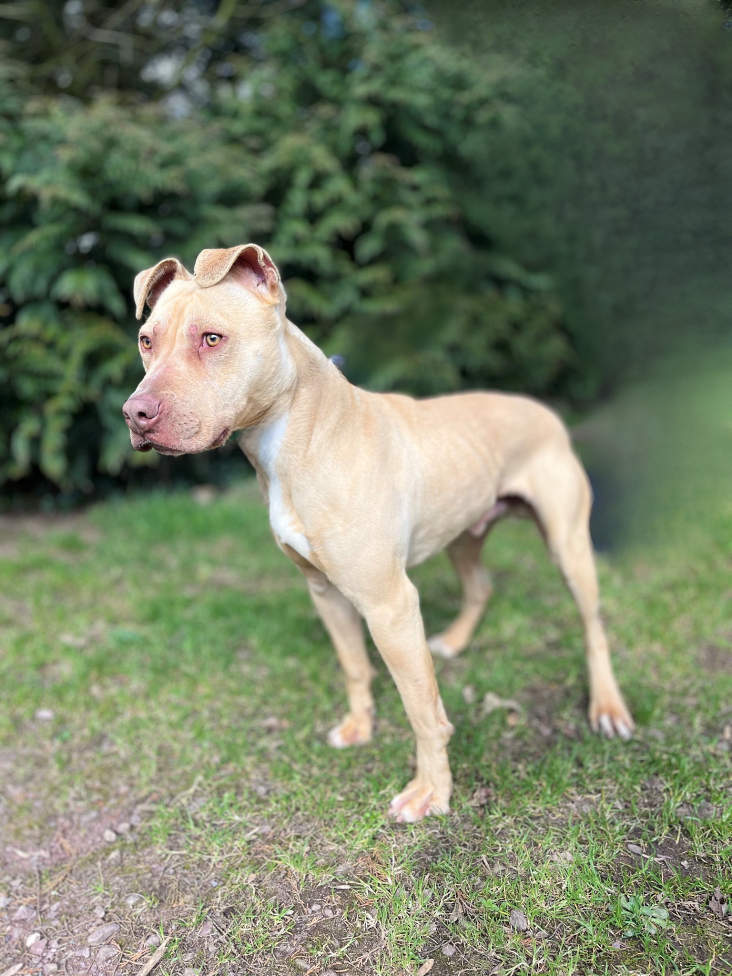 Photo de l'animal à adopté