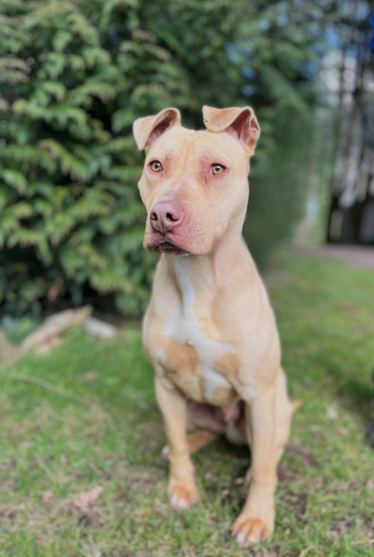 Photo de l'animal à adopté