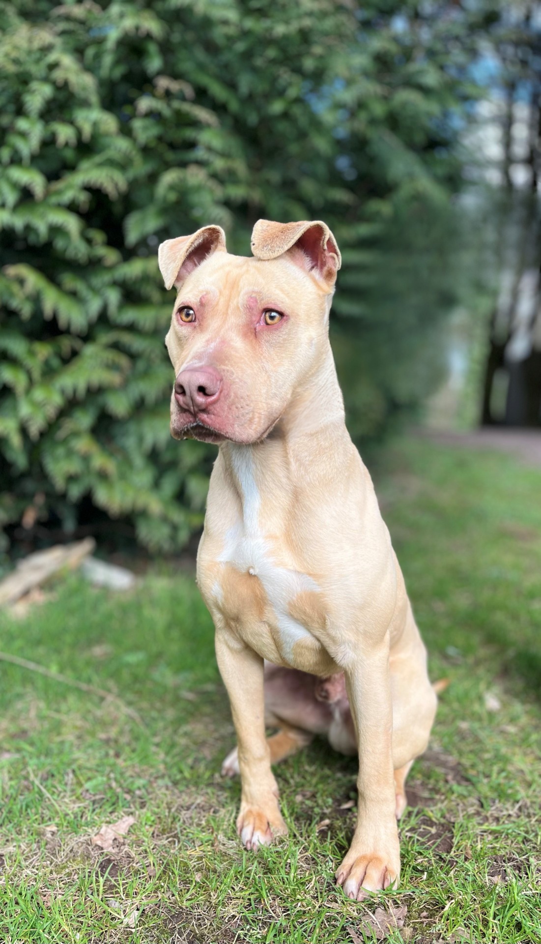 Photo de l'animal à adopté