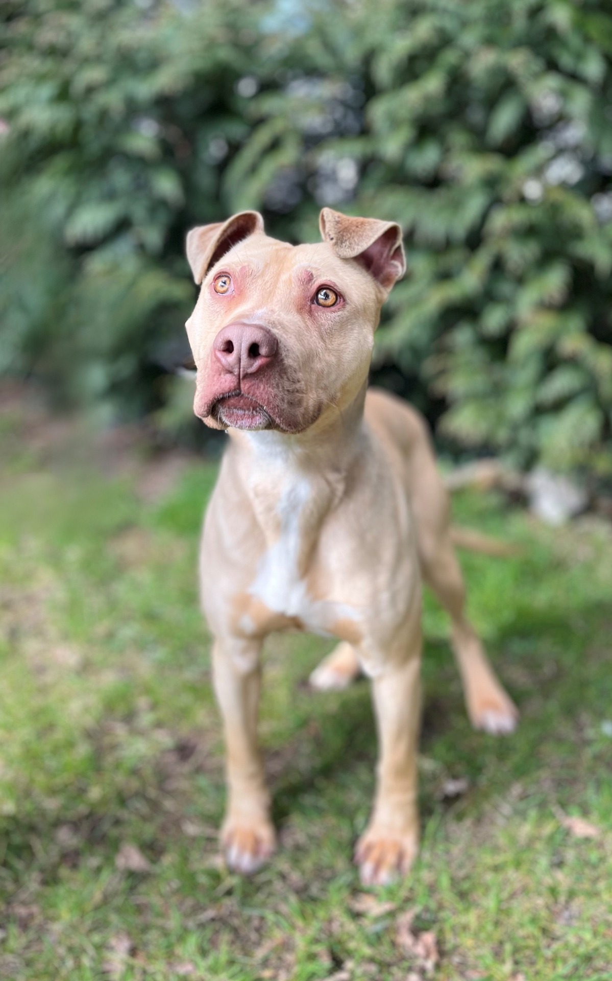 Photo de l'animal à adopté