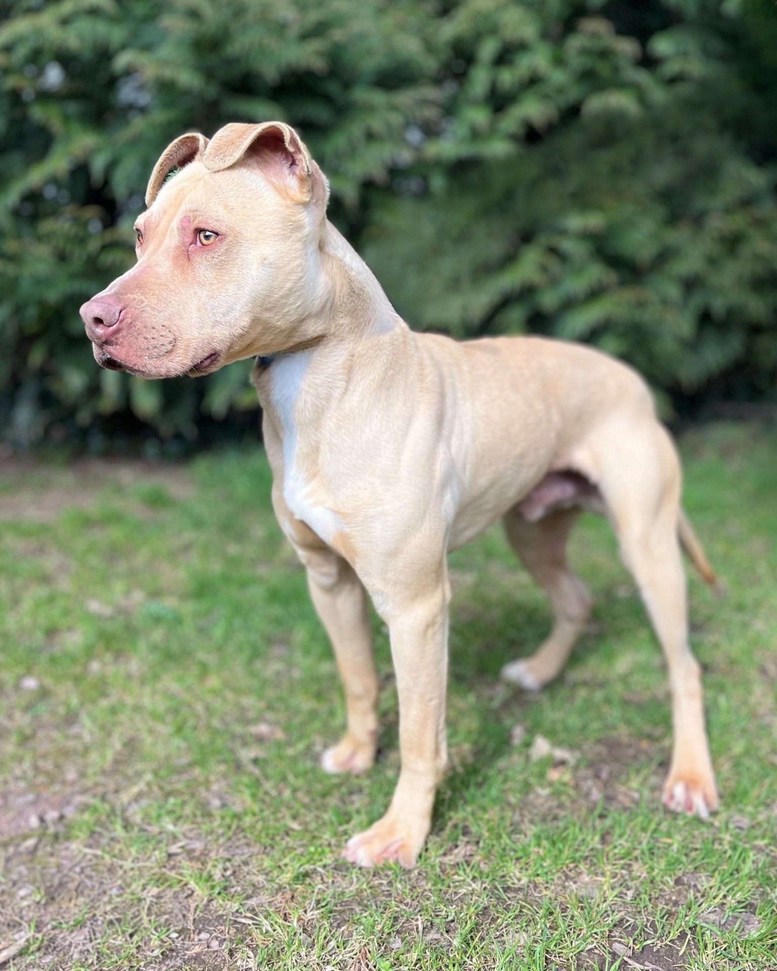 Photo de l'animal à adopté
