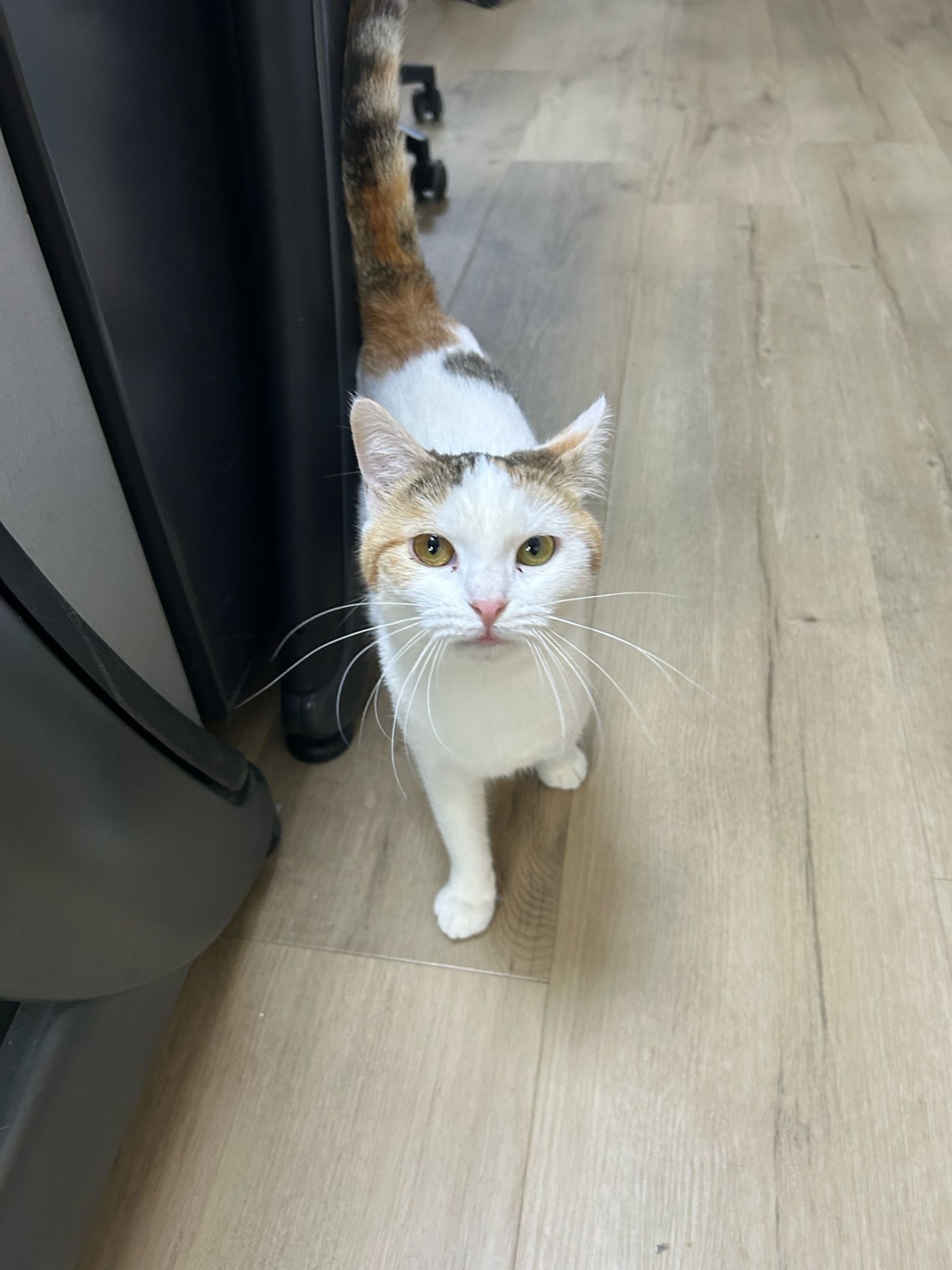 Photo de l'animal à adopté